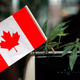 Illustration for article titled Canadian Senate Votes to Legalize Recreational Weed